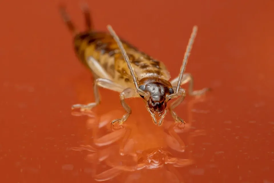 Earwig — Pest Control Earwig — Pest Control