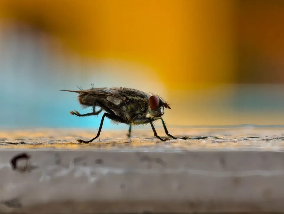 House Fly — Pest Control House Fly — Pest Control